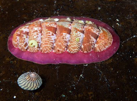  참합! 깊은 바다의 신비로운 조각: 살아있는 두 개의 조개판을 가진 이 Mollusca