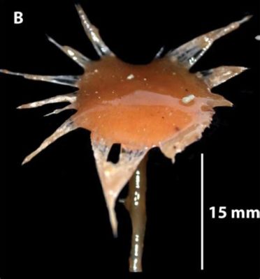  Spirastrella!  This Deep-Sea Dweller With Spiky Protrusions Creates its Own Home From Scratch