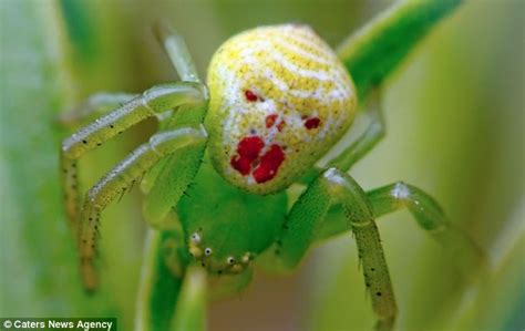  Unicorn Spider! A Creepy-Crawly That Looks Like a Tiny Mythological Creature