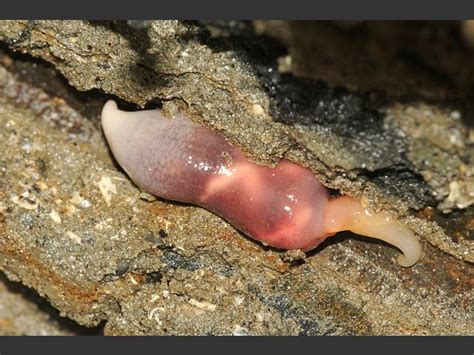  Yellow-Ringed Spoon Worm: A Soft-Bodied Marine Dweller Thriving Among Sediment and Burrowing Deep Into Seafloors!