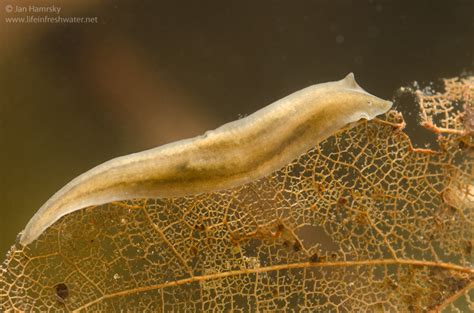  Zoochlora!  A Freshwater Flatworm Known For Its Remarkable Regeneration Abilities and Unique Habitat Preferences