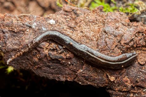  Geoplana!  A Tiny Land-Dwelling Flatworm with an Appetite for Decaying Matter