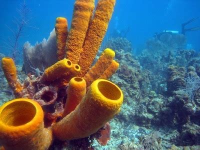  안개무지개버섯sponge! 바닷속의 섬세한 건축가와 놀라운 재생능력을 가진 신비로운 생물입니다