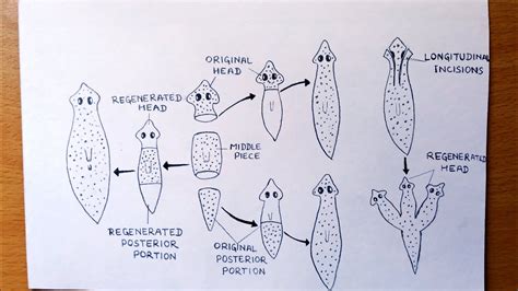  Planaria: 알고 보니 엄청난 재생능력을 가진 평범한 벌레일까요?