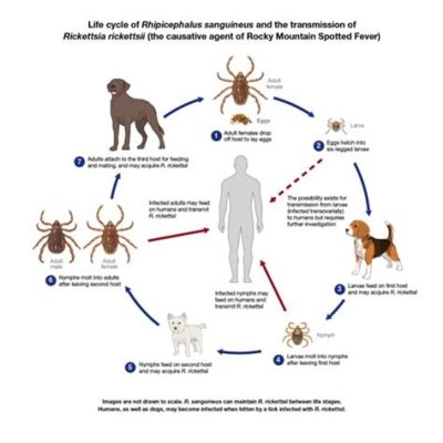  Rhipicephalus!  These Ticking Terrors Will Leave You Itching For More Knowledge About Their Intriguing Lifecycle