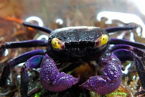  Vampire Crab - A Tiny Creature With An Unforgettable Bite That Roams The Ocean Floor!