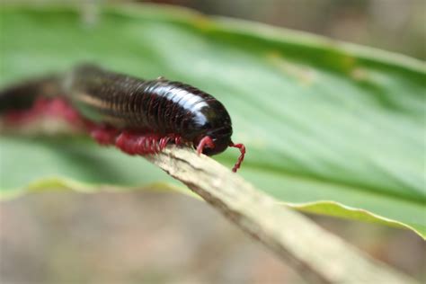  White-Legged Millipede: A Crawling Enigma With Thousands of Legs That Seemingly Defy Gravity!